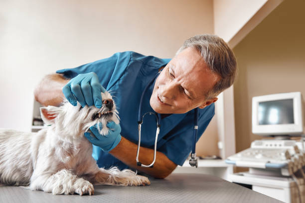 Best Pediatric Emergency Dentist in Mustang Ridge, TX